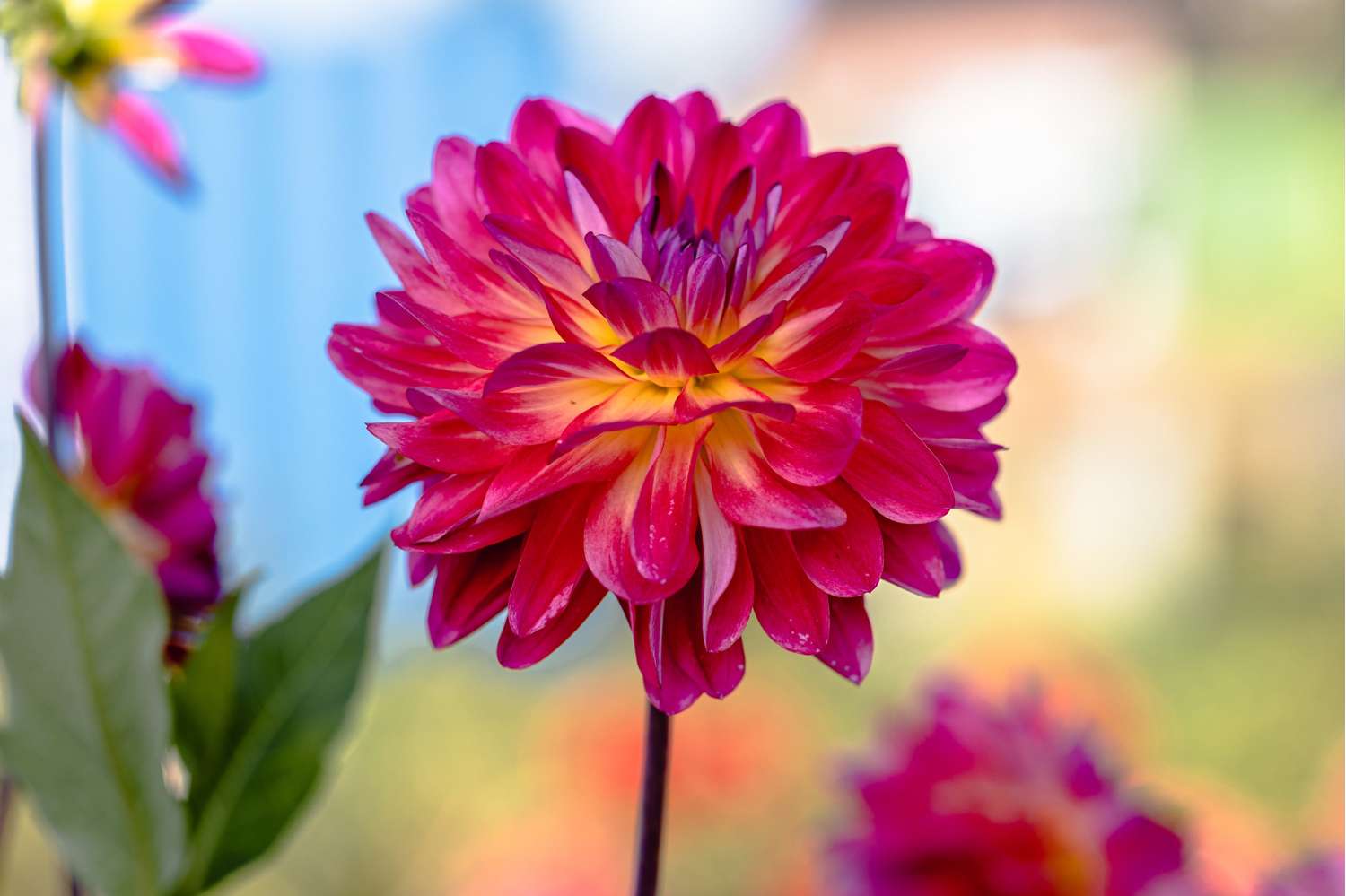 Dahlie 'Double Shine'